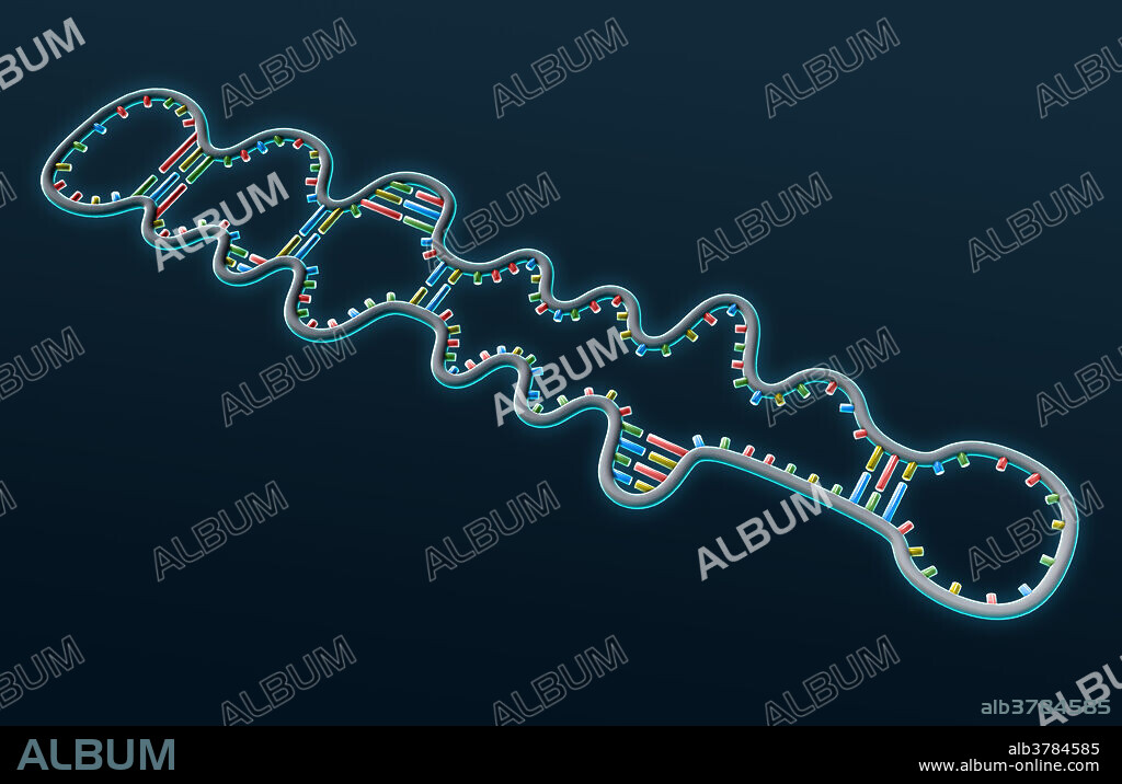 A 3D illustration of a viroid. Viroids are circular single-stranded RNA particles that contain some pairing between complementary base pairs. Viroids are also smaller than viruses since they lack a protein coat or capsid that normally surrounds viral DNA, and can only infect plants.