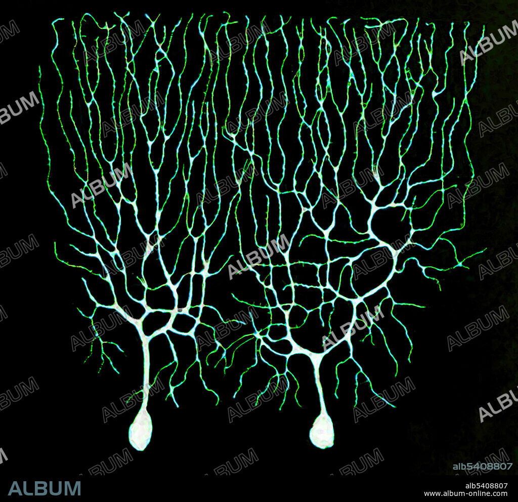 Cropped, coloured and silhouetted version of a Cajal drawing of Purkinje cells in the cerebellum of a pigeon, 1899. Santiago Ramon y Cajal (May 1, 1852 - October 17, 1934) was a Spanish pathologist, histologist, neuroscientist, and Nobel laureate. He was skilled at drawing, and hundreds of his illustrations of brain cells are still used for educational purposes today. His early work focused on the pathology of inflammation, the microbiology of cholera, and the structure of epithelial cells and tissues, before turning his attention to the central nervous systransmission electron micrograph (TEM). He discovered the axonal growth cone, and provided the definitive evidence for what would later be known as 'neuron theory'. He provided detailed descriptions of cell types associated with neural structures, and produced excellent depictions of structures and their connectivity.