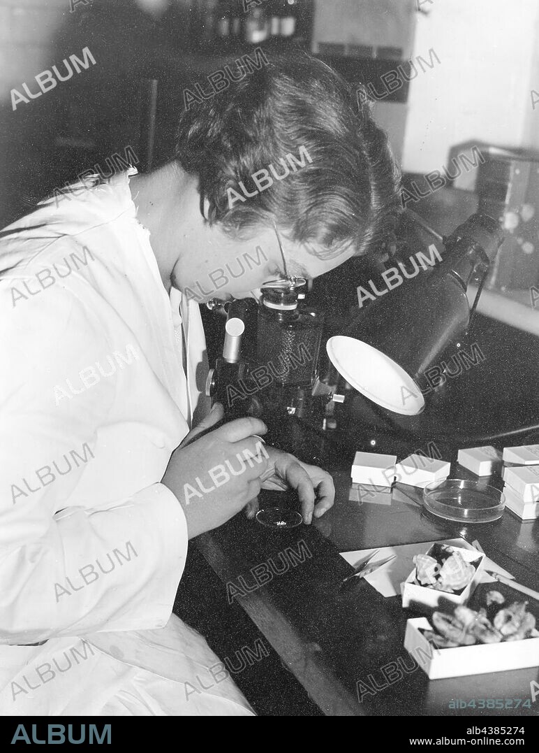 Photograph - Hope Macpherson Identifying Shells, National Museum of Victoria, Melbourne, 1948 (damaged), Black and white image of Hope Macpherson sitting at a work bench looking at a slide through a microscope. Hope Macpherson was the first female curator at National Museum of Victoria (now Museum Victoria). Hope along with Isobel Bennett, Susan Ingham and Mary Gillham were the first women to visit the Antarctic in their December 1959 expedition.