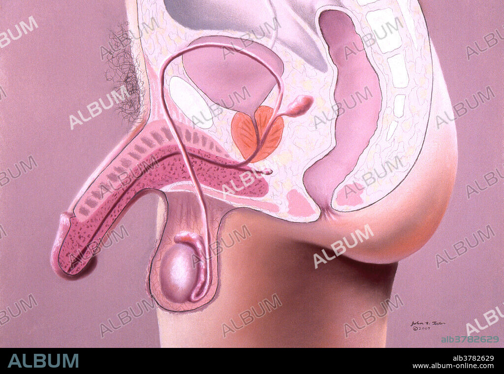 In this view the male reproductive organs are depicted in colour. Shown are the penis, scrotum, urethra, testicle, vas deferens, prostate, seminal vesicle, and Cowpers gland.