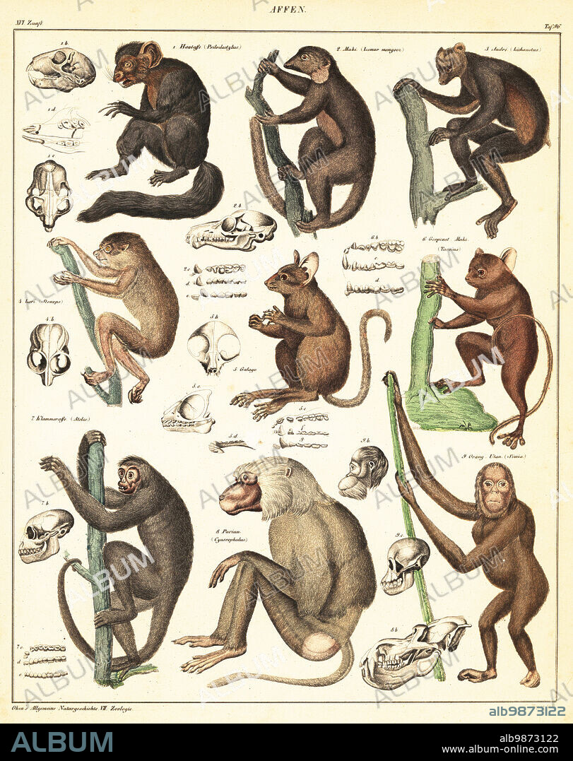 Varieties of apes. Affen. 1 endangered aye-aye, Daubentonia madagascariensis, Psilodactylus, Hautaffe, 2 endangered ring-tailed maki, Lemur catta, Lemur mongooz, 3 critically endangered indri, Indri indri, Lichanotus, 4 endangered red slender loris, Loris tardigradus, Stenops, 5 bushbaby, Galago species, 6 tarsier, Tarsius species, gespenst maki, 7 red-faced spider monkey, Ateles paniscus, Klammeraffe, 8 hamadryas baboon, Papio hamadryas, Pavian, 9 critically endangered Bornean orangutan, Pongo pygmaeus. Handcoloured lithograph by C. Mayer from Lorenz Oken's Universal Natural History, Allgemeine Naturgeschichte fur alle Stande, Stuttgart, 1841.