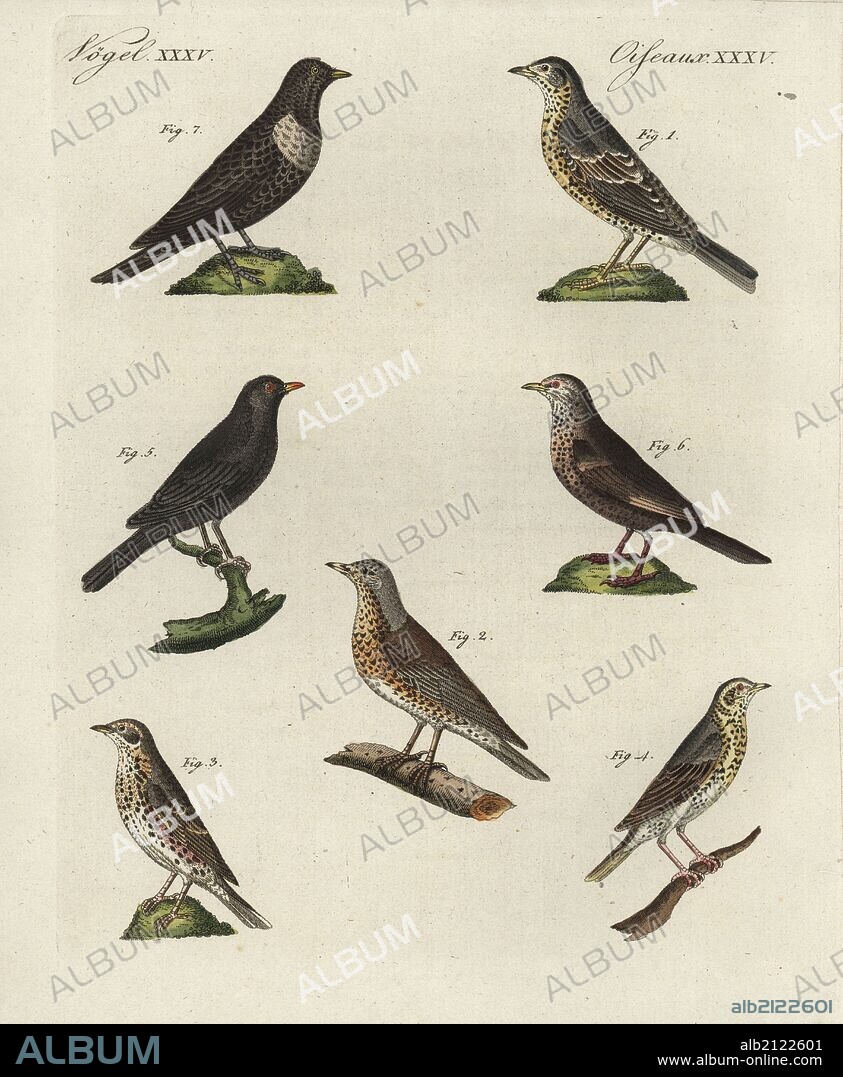 Mistle thrush, Turdus viscivorus 1, fieldfare, T. pilaris 2, redwing, T. Iliacus 3, song thrush, T. philomelos 4, blackbirds, T. merula 5,6, and ring ouzel, T. torquatus 7. Handcoloured copperplate engraving from Bertuch's "Bilderbuch fur Kinder" (Picture Book for Children), Weimar, 1798. Friedrich Johann Bertuch (1747-1822) was a German publisher and man of arts most famous for his 12-volume encyclopedia for children illustrated with 1,200 engraved plates on natural history, science, costume, mythology, etc., published from 1790-1830.
