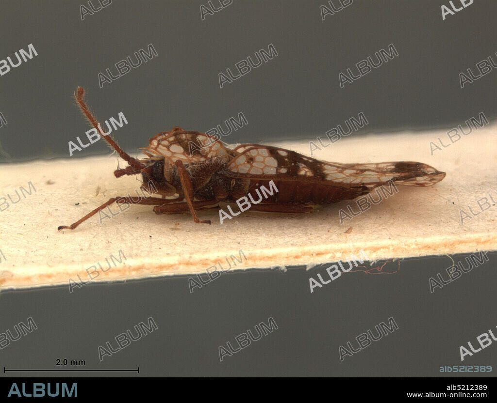 Nairobi, Kenya, Sinuessa nairobia Drake, 1957, Animalia, Arthropoda, Insecta, Hemiptera, Heteroptera, Tingidae.
