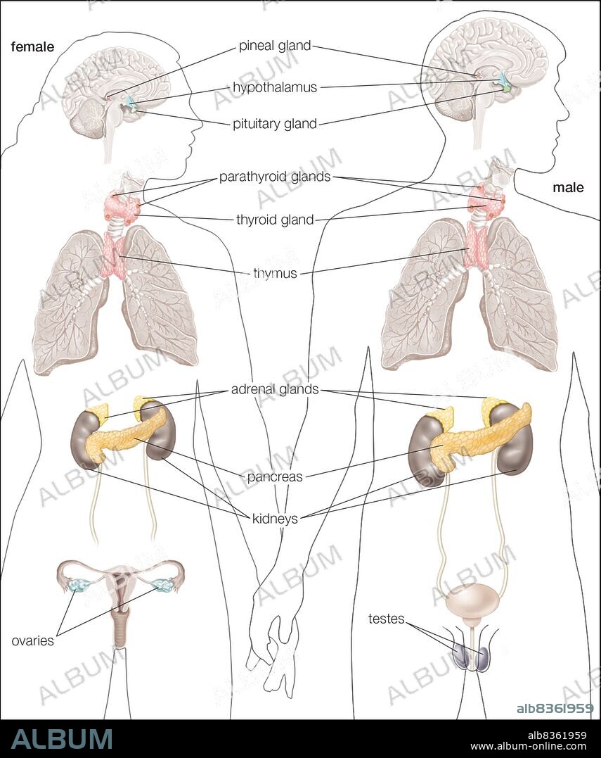 The principal glands of the female and male human endocrine systems.