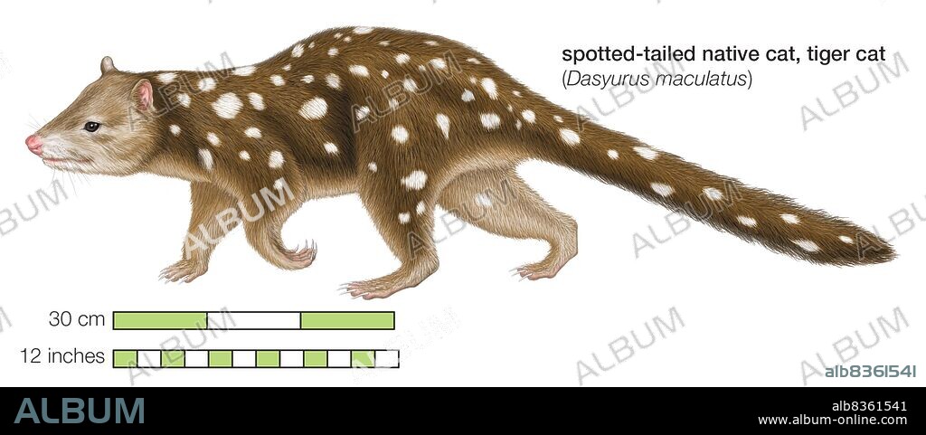 Spotted-tailed native cat (Dasyurus maculatus).