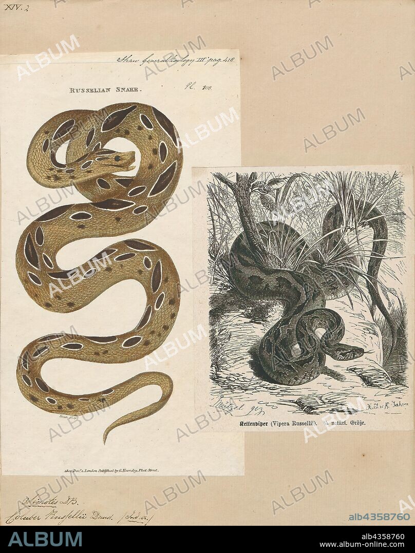 Coluber russellii, Print, Russell's viper (Daboia russelii) is a species of venomous snake in the family Viperidae of venomous Old World vipers. It is found in Asia throughout the Indian subcontinent, much of Southeast Asia, southern China and Taiwan. The species is named for Patrick Russell (1726–1805), a Scottish herpetologist who first described many of India's snakes, and the name of the genus is from the Urdu word meaning "that lies hid.