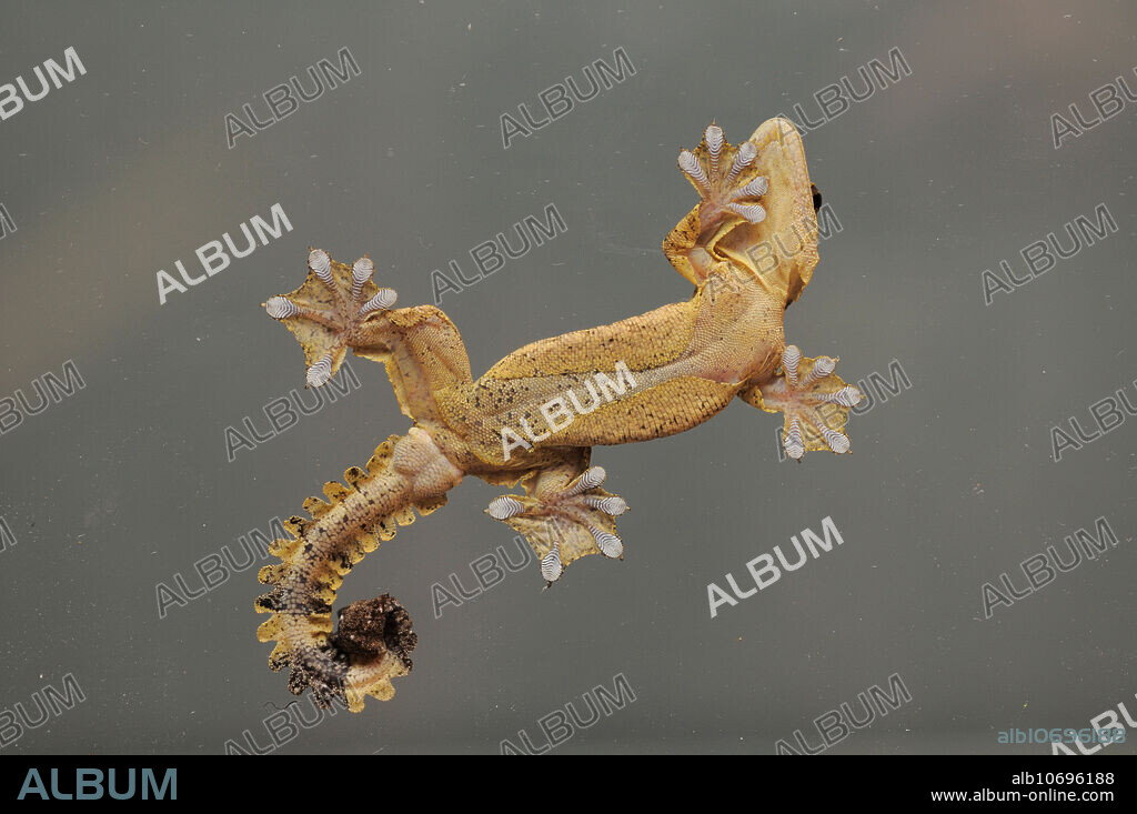 Kuhl's Gliding or Flying Gecko (Ptychozoon kuhlii), Kuala Koh, Taman Negara National Park, Malaysia. View of the underside, note the webbed feet and the flaps of skin folded under the body and legs - these become gliding membranes when the gecko is in flight.