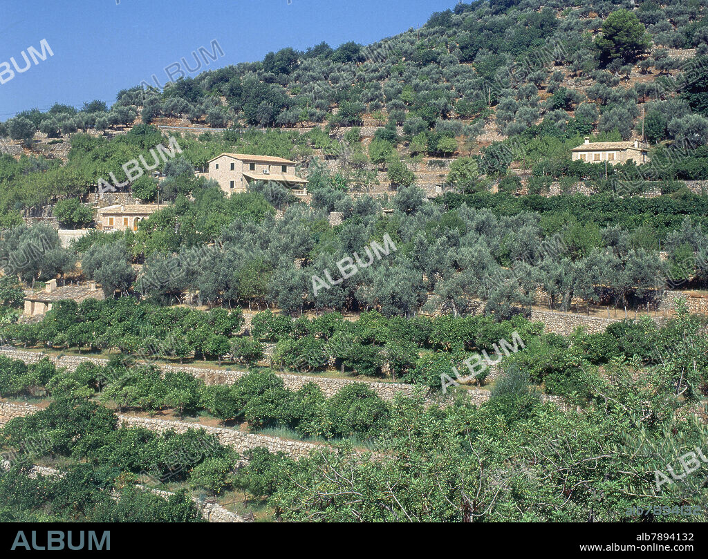 CULTIVOS DE CITRICOS Y OLIVOS EN TERRAZAS CON CASAS DE CAMPO.