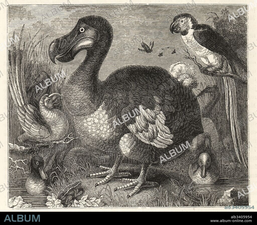 Painting of the dodo and other ducks, macaws and rail drawn from life by Dutch artist Roelandt Savery. Presented to the British Museum by George Edwards, 1759. Illustration drawn and lithographed by Joseph Dinkel from Hugh Edwin Strickland and Alexander Gordon Melville's The Dodo and its Kindred, London, Reeve, Benham and Reeve, 1848.