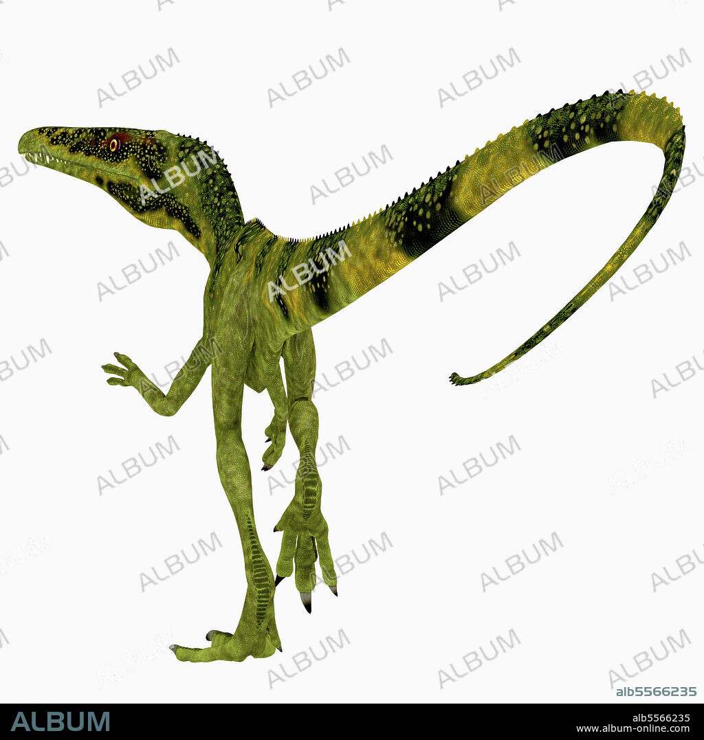 Juravenator dinosaur, rear view. Juravenator was a carnivorous theropod dinosaur that lived in Germany during the Jurassic Period.