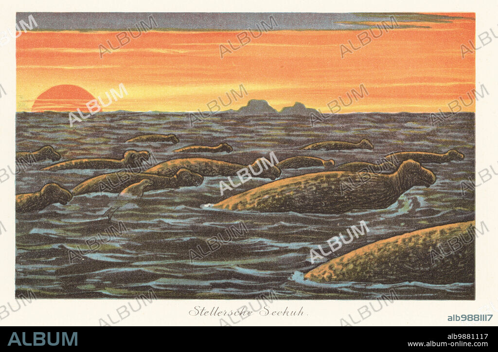 Reconstruction of a herd of Steller's sea cow, Hydrodamalis gigas, an extinct sirenian described by Georg Wilhelm Steller in 1741. Hunted to extinction in the 18th century. Stellersche Seekuh. Colour printed illustration by F. John from Wilhelm Bolsches Tiere der Urwelt (Animals of the Prehistoric World), Reichardt Cocoa company, Hamburg, 1908.