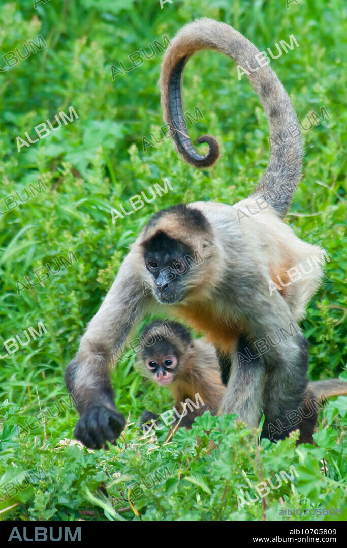 Adult and young Geoffroy's Spider Monkey (Ateles geoffroyi), also known as the Black-handed Spider Monkey, an endangered species native to Central America.