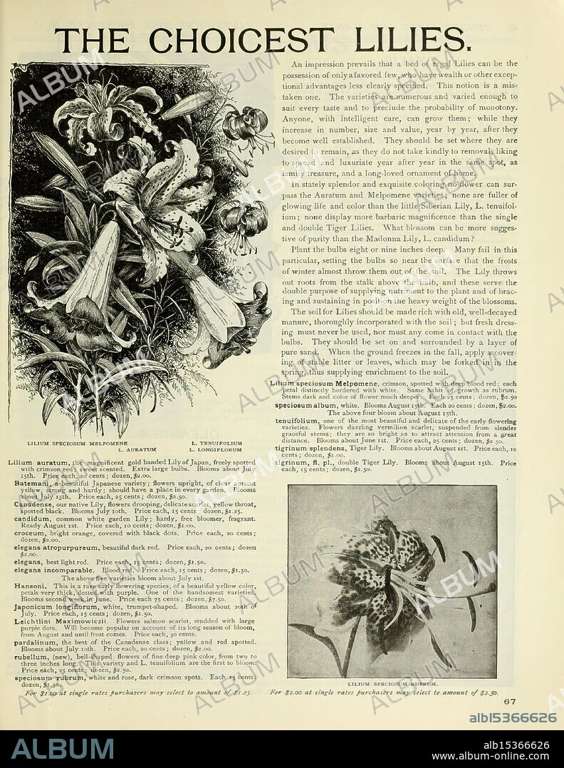 Vick's garden and floral guide, Rochester, N.Y, James Vick's Sons, 1900, flowers, vegetables, commerce, gardening, seeds, lilies, catalogs, Rochester NY, equipment and supplies, James Vick's Sons, garden stories, in bloom, James Vick's Sons Rochester NY, This detailed botanical illustration features various species of lilies, prominent in their natural elegance. The image highlights the Lilium speciosum, showcasing its delicate petals and distinct shape. Accompanying descriptions provide insights into the characteristics and care of these regal flowers, enhancing understanding of their beauty and cultivation. A section at the bottom includes practical information, such as pricing and availability for enthusiasts interested in growing these exquisite plants. Overall, the composition merges artistic representation with useful botanical knowledge, making it a valuable resource for gardeners and flower lovers alike.