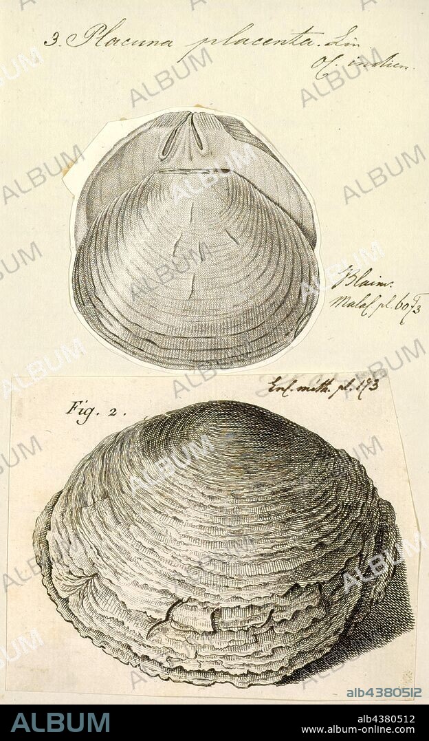 Placuna placenta, Print, The windowpane oyster (Placuna placenta) is a bivalve marine mollusk in the family of Placunidae. They are edible, but valued more for their shells (and the rather small pearls). The shells have been used for thousands of years as a glass substitute because of their durability and translucence. More recently, they have been used in the manufacture of decorative items such as chandeliers and lampshades; in this use, the shell is known as the capiz or kapis. Capiz shells are also used as raw materials for glue, chalk and varnish.