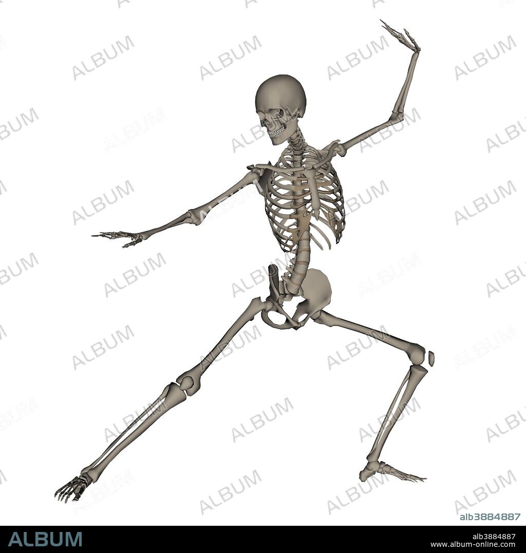 Front view of human skeleton in fighting stance, isolated on white background.