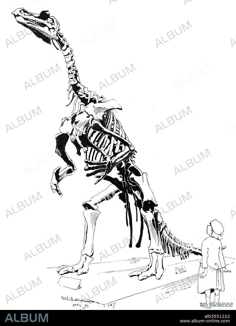 Engraving depicting the skeleton of a Iguanodon a genus of ornithopod dinosaur that existed roughly halfway between the first of the swift bipedal hypsilophodontids of the mid-Jurassic and the duck-billed dinosaurs of the late Cretaceous. Dated 19th century.