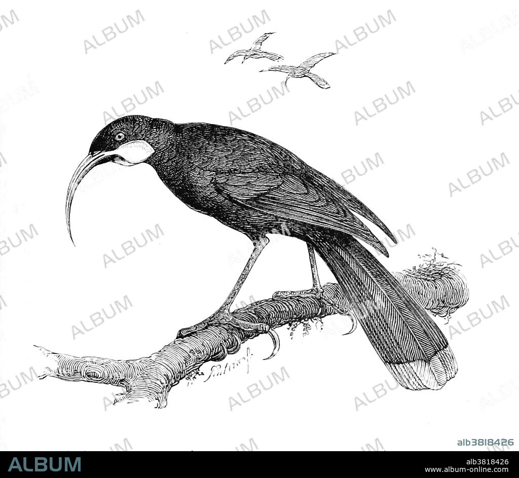 The huia (Heteralocha acutirostris) was the largest species of New Zealand wattlebird, endemic to the North Island of New Zealand. Its extinction in the early 20th century had two primary causes. The first was rampant overhunting to procure huia skins for mounted specimens, which were in worldwide demand by museums and wealthy private collectors. Huia were also hunted to obtain their long, striking tail feathers for locally fashionable hat decorations. The second major cause of extinction was the widespread deforestation of the lowlands of the North Island by European settlers to create pasture for agriculture. Illustration by James Coutts Crawford, 1880.
