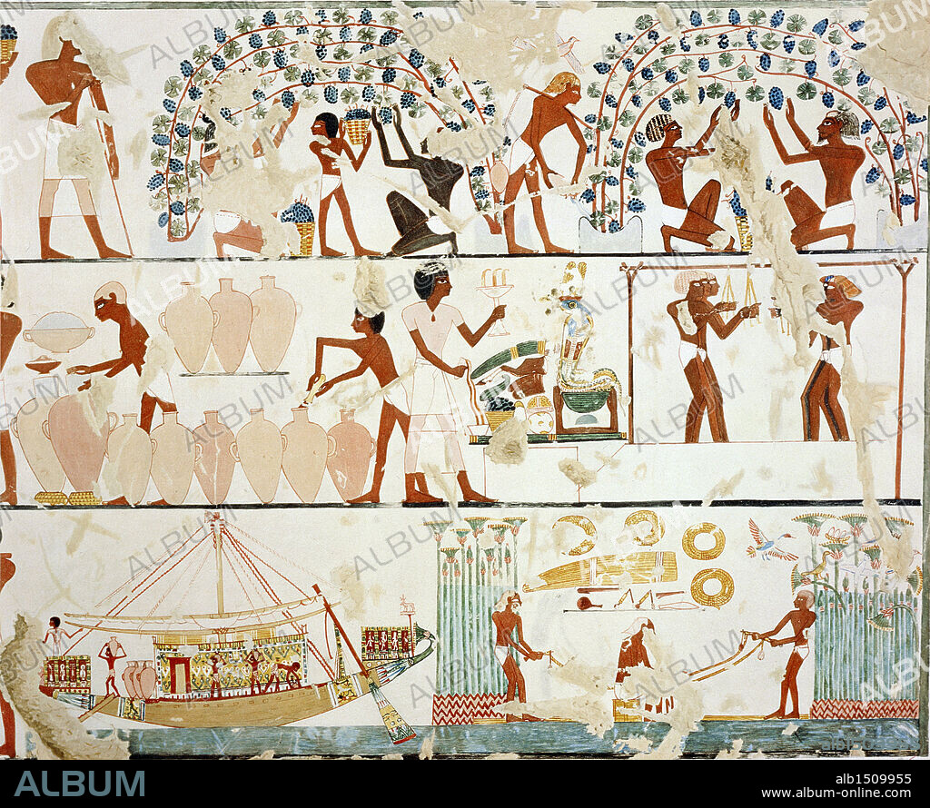 Nina M. Davies (1881-1965), "Ancient Egyptian Painting", Chicago,1936. Plate: work in the vineyard, grape harvest, wine-pressing and transport. Replica of fresco from Thebes, Tomb of Khaemvese, Dynasty XVIII, New Kingdom.