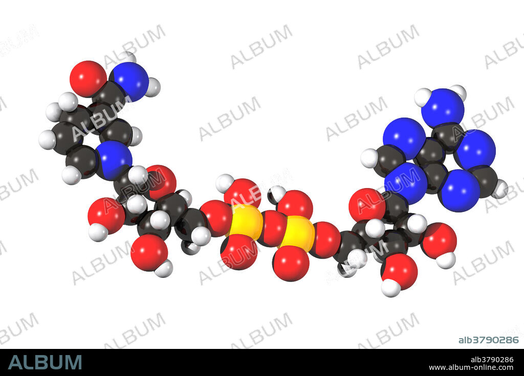 Molecular model of Nicotinamide adenine dinucleotide + hydrogen (NADH), a coenzyme which occurs naturally in the body and is part of the process that generates energy. NADH supplements are sometimes used as medicine.