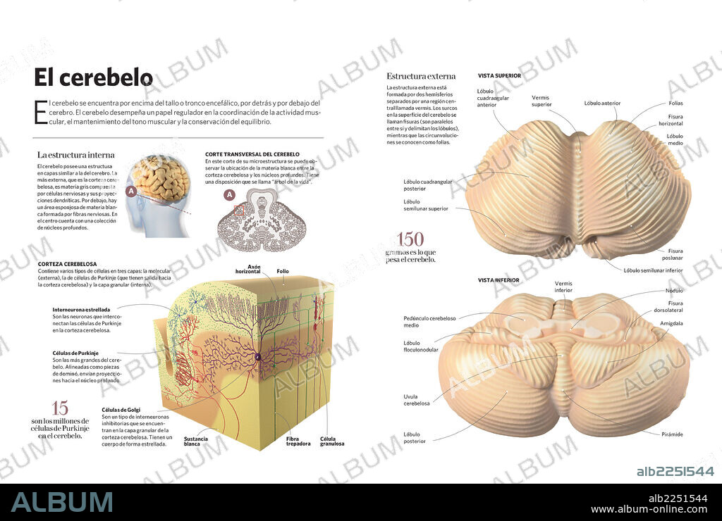El cerebelo. Infografía acerca del cerebelo, su estructura interna y externa.