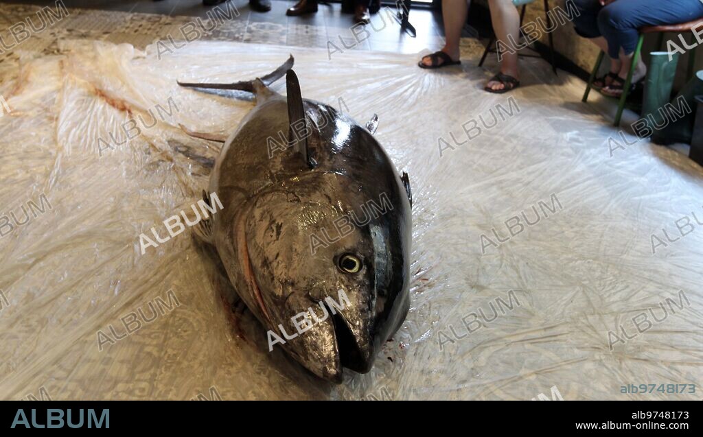 Sevilla, 11/06/2015. Ronque y despiece de un atún rojo de la almadraba de Barbate de 200 kilos para el restaurante La Pepona. Foto: Raúl Doblado ARCHSEV.