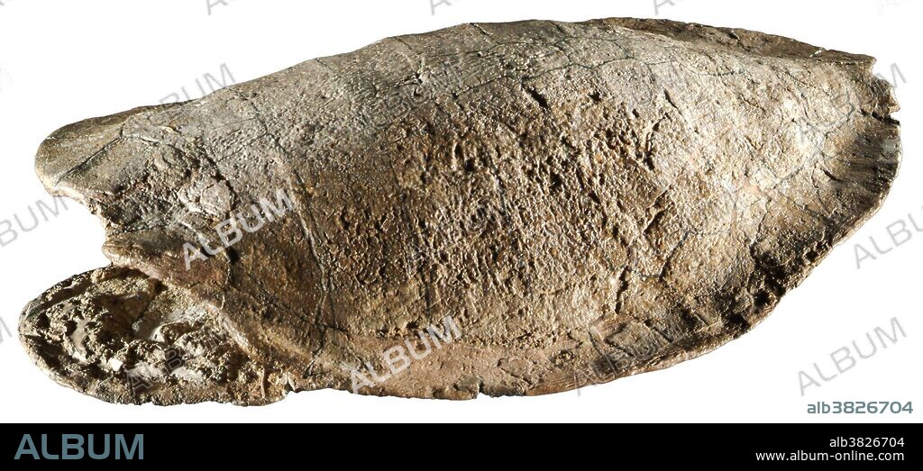 Fossil Turtle, Glyptops utahensis. Jurassic period, Morrison formation, Jensen Dinosaur Quarry, Utah.