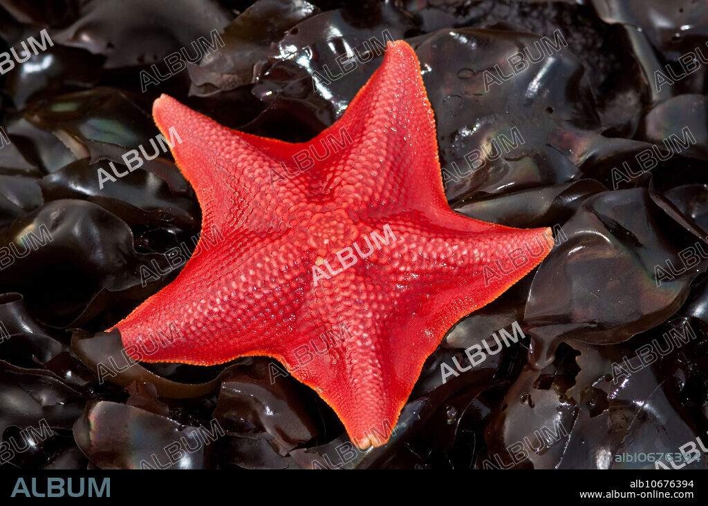 Bat Star (Patiria miniata), Estero Bluffs, Cayucos, California.