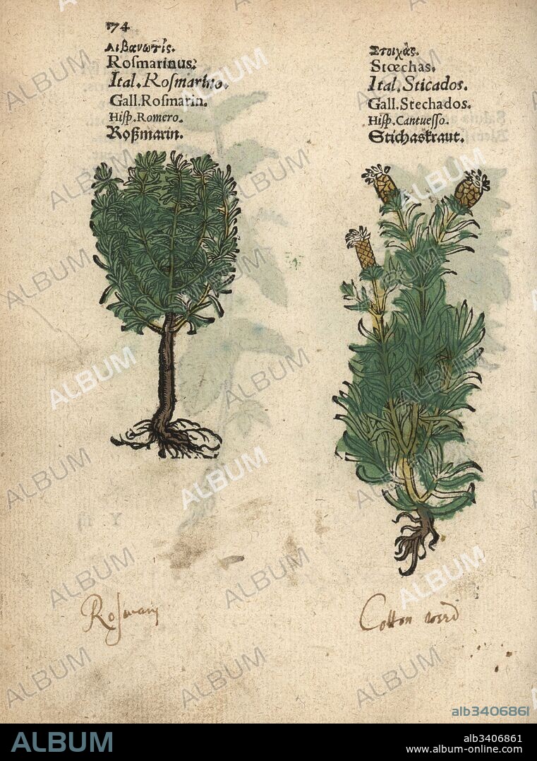 Rosemary, Rosmarinus officinalis, and French lavender, Lavandula stoechas. Handcoloured woodblock engraving of a botanical illustration from Adam Lonicer's Krauterbuch, or Herbal, Frankfurt, 1557. This from a 17th century pirate edition or atlas of illustrations only, with captions in Latin, Greek, French, Italian, German, and in English manuscript.
