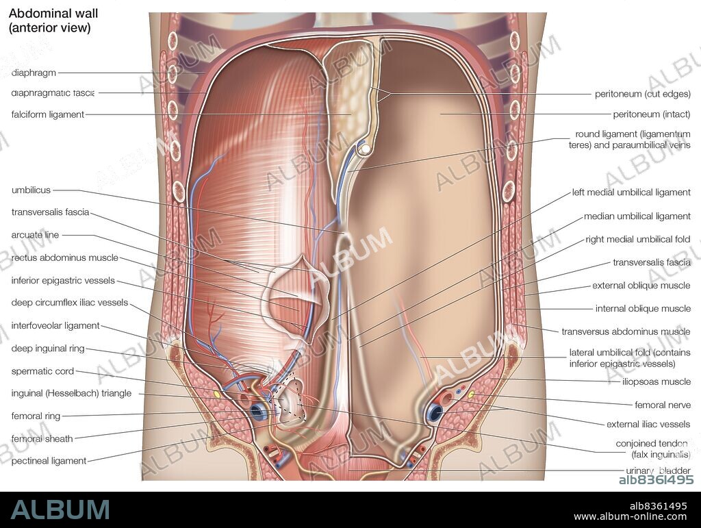 Anterior view of the human abdominal cavity.