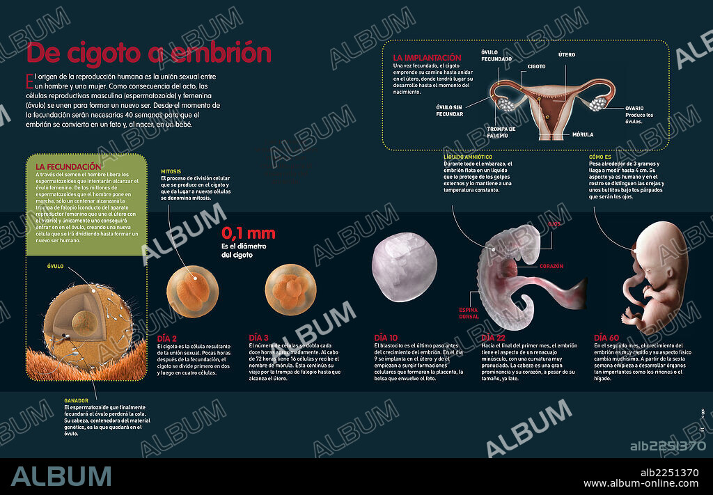 From zygote to embryo. Infographic that describes the fertilization process and the development of the zygote in the mother’s uterus until two months old.