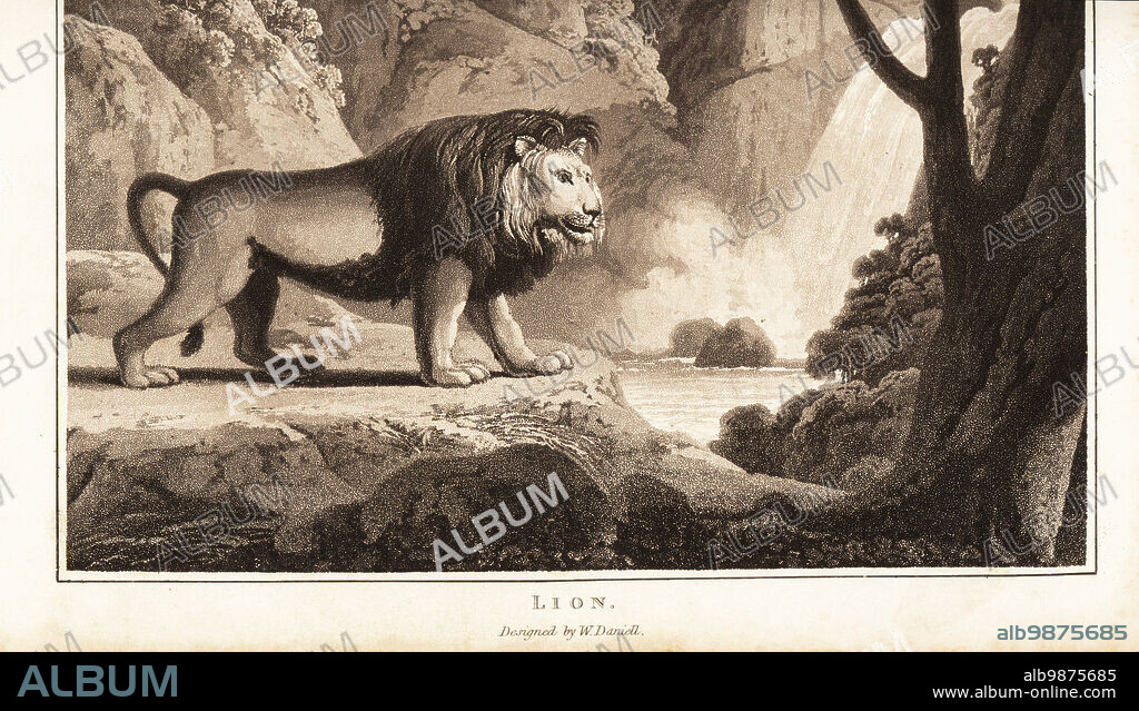 Male lion, Panthera leo, Felis leo, near a waterfall in the jungle. Depicted with a dark mane, like the extinct Cape lion, Panthera leo melanochaita, of South Africa. Aquatint drawn and engraved by William Daniell from William Woods Zoography, Cadell and Davies, 1807.