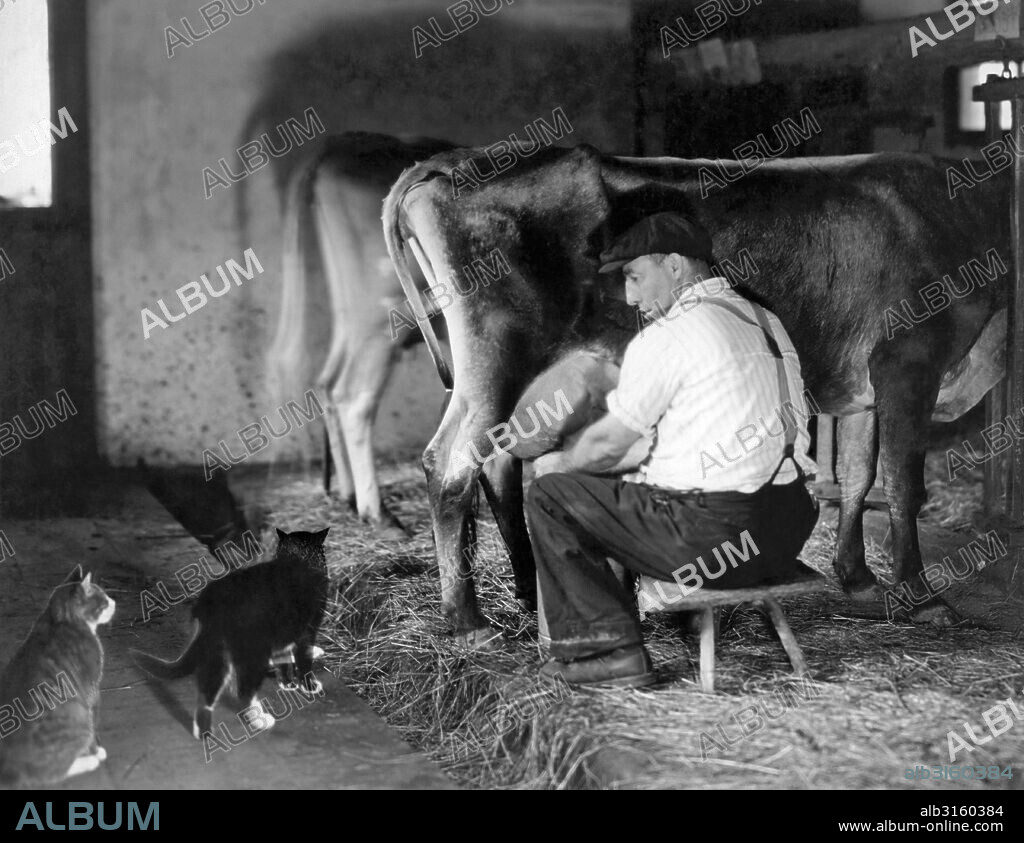 United States:   c. 1920 The barn cats looking for some warm milk as the farmer is milking the cows.
