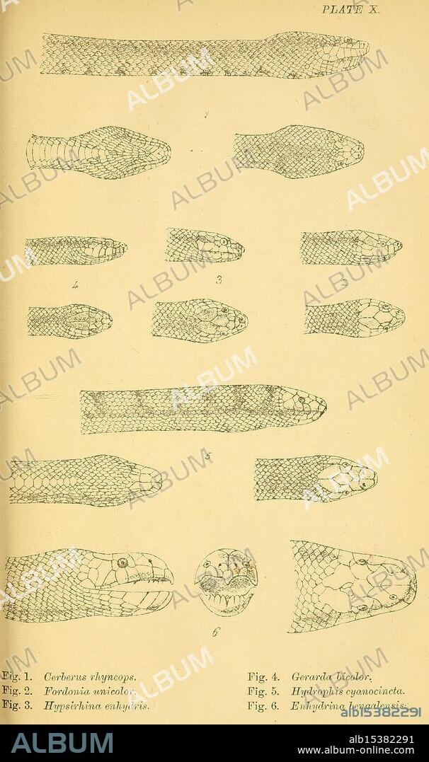 Indian snakes, Madras, Higginbotham, 1874, China, India, Snakes, South Asia, Cerberus rynchops, Fordonialeucobalia, Enhydris enhydris, Gerarda prevostiana, Hydrophis cyanocinctus, Enhydris schistosa, Taxonomy: Suborder = Serpentes, World Snake Day, The image features a detailed illustration showcasing various species of snakes. It is divided into sections, each labeled with a figure number, highlighting the distinct patterns and characteristics of different snake types. The first figure depicts a snake with unique scaling, while the second presents another species, focusing on its head morphology. Subsequent figures continue to explore the diversity among these reptiles, including their coloration and skin textures. The last figure presents a close-up view of a snake's head, providing insight into its anatomical features. This illustration serves as an educational resource for understanding snake identification and classification.