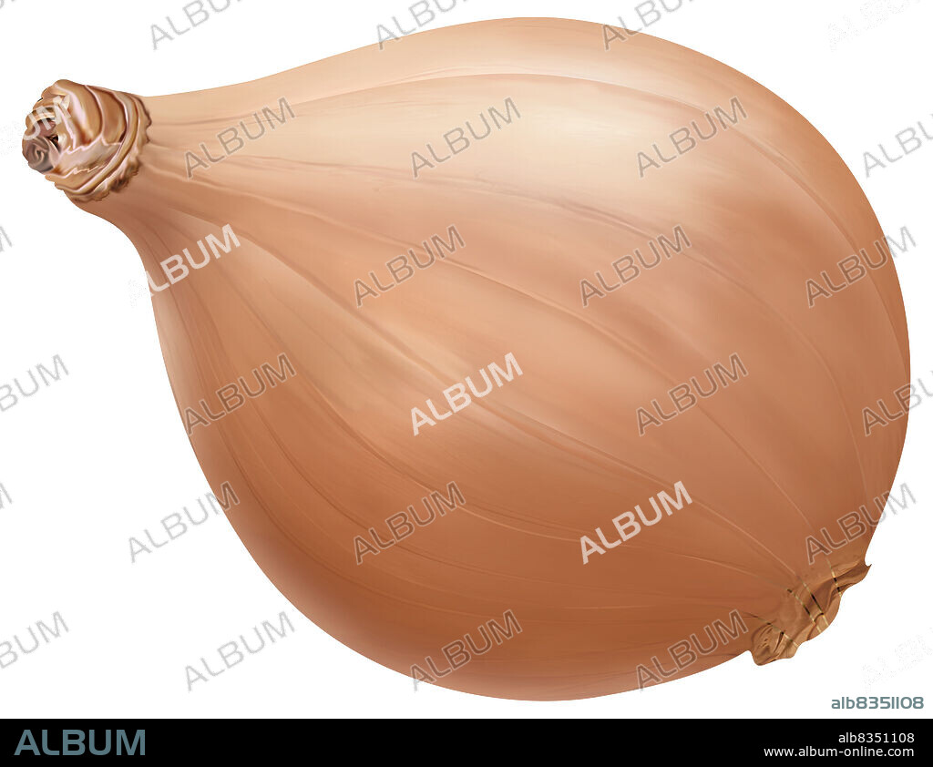 The jersey shallot has a short round bulb and pink skin, and veiny and milder-tasting flesh.