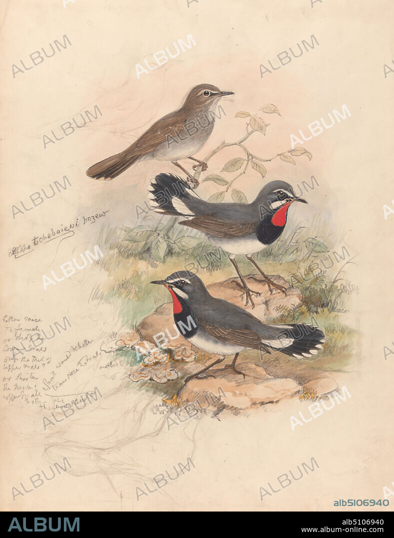 Calliope Tschebaiswi Prjer (Thrush Family), John Gould, 18041881, British, undated, Watercolor and gouache over graphite on moderately thick, smooth, cream wove paper, Sheet: 18 3/4 × 14 1/8 inches (47.6 × 35.9 cm), animal art.