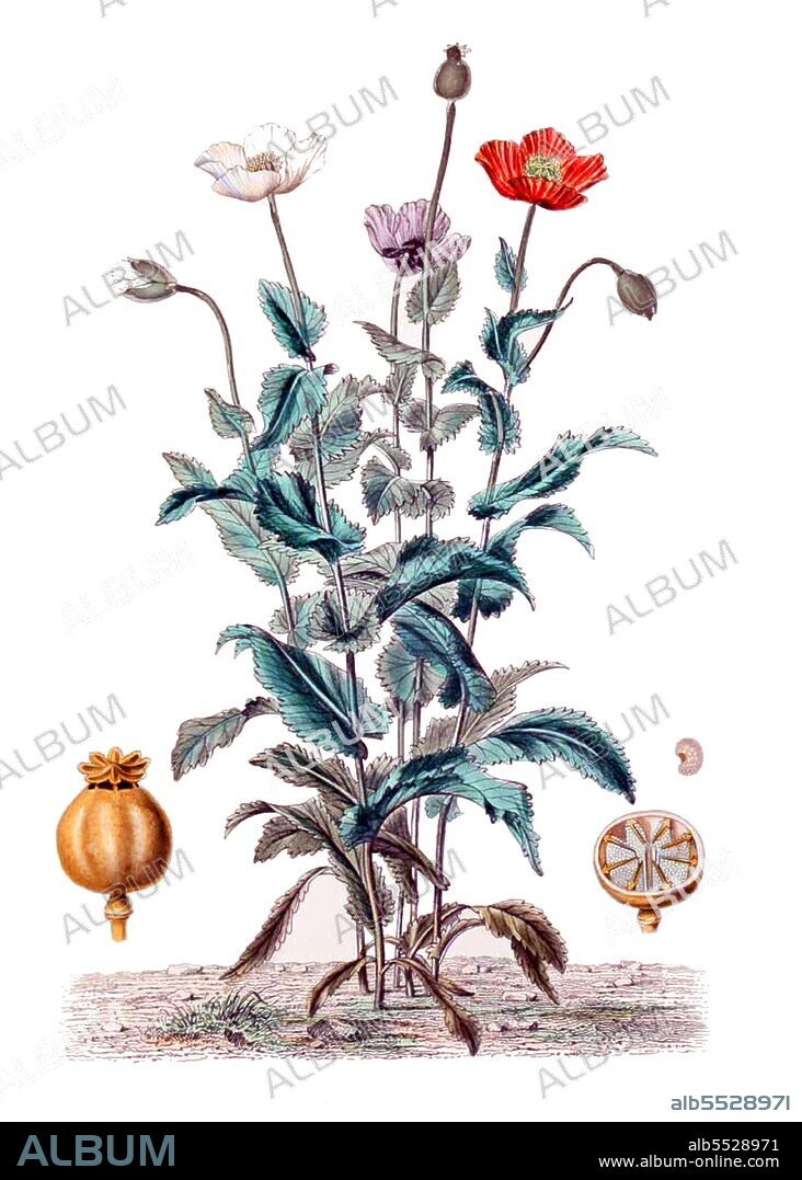 Opium poppy, Papaver somniferum, is the species of plant from which opium and poppy seeds are extracted. Opium is the source of many opiates, including morphine, thebaine, codeine, papaverine, and noscapine.  The Latin botanical name means the 'sleep-bringing poppy', referring to the sedative properties of some of these opiates.