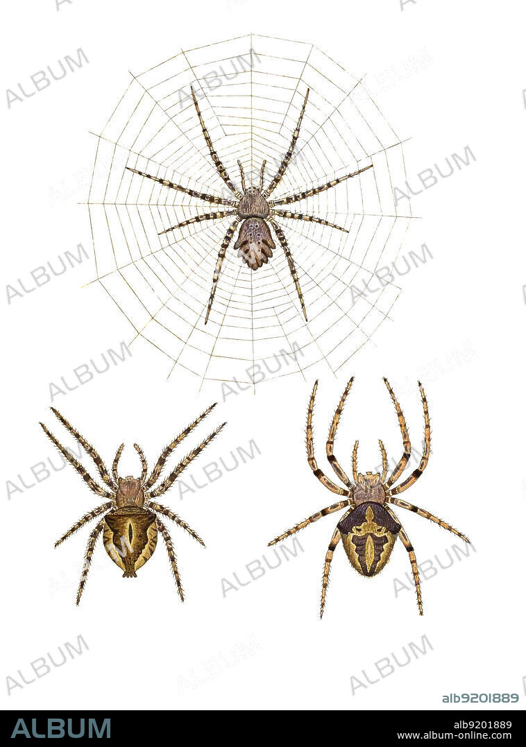 Orb Web Spiders