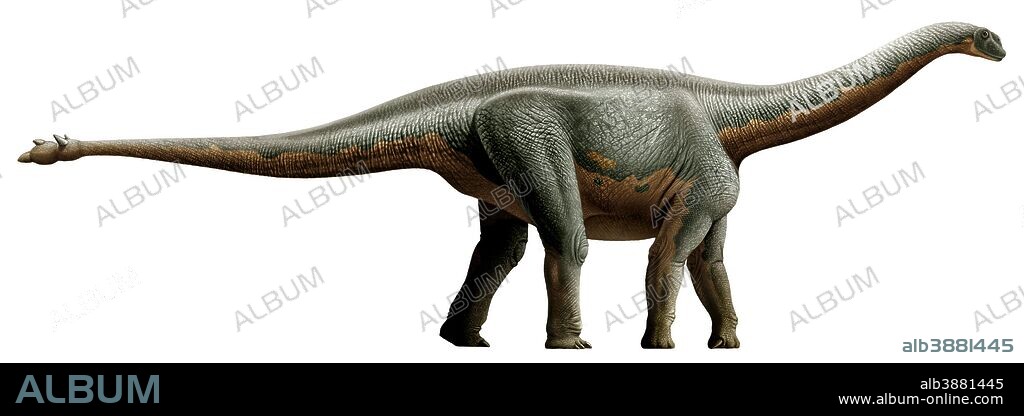 Shunosaurus, a genus of sauropod dinosaur from Middle Jurassic.
