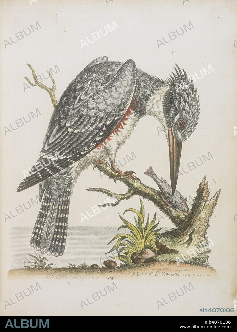 GEORGE EDWARDS. American kingfisher. A natural history of uncommon birds, and of some other rare and undescribed animals To which is added a general idea of drawing and painting in water colours; with instructions for etching on copper with Aqua Fortis: likewise some thoughts on the passage of birds, etc. London, 1743-51. Source: 435.g.3, page 115. Language: English.