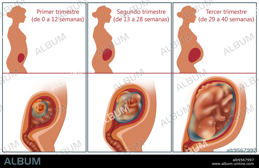 The three trimesters of a pregnancy.
