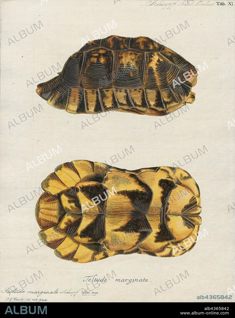 Testudo marginata, Print, The marginated tortoise (Testudo marginata) is a species of tortoise in the family Testudinidae. The species is endemic to Greece, Italy, and the Balkans in Southern Europe. It is the largest European tortoise. The marginated tortoise is herbivorous, and hibernates for the winter., shell.
