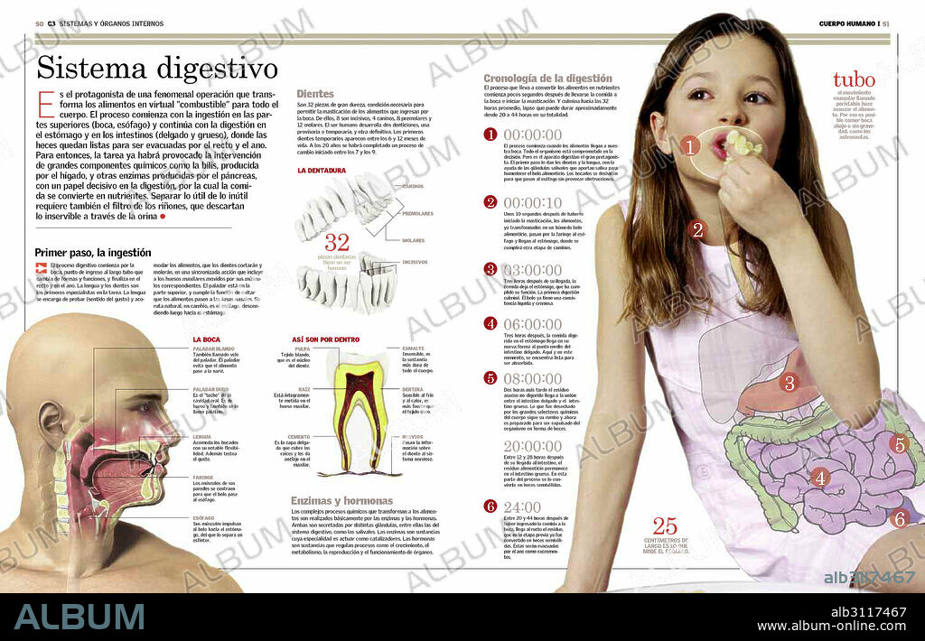 sistema digestivo. Partes del cuerpo humano que integran el sistema digestivo y que intervienen en las fases de ingestión y digestión. Se ofrece la sección de la boca, la estrcutura de la dentadura y una cronología del proceso digestivo.
