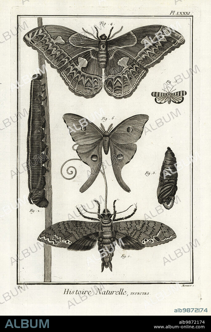 Giant sphinx, Cocytius antaeus 1, larva 2, pupa 3, Rothschildia aurota 4, Luna moth, Actias luna 6. Grande sphinx 1, Phalene a miroir 4. Copperplate engraving by Antonio Baratti after Francois-Nicolas Martinet after Maria Sibylla Merian from Denis Diderot and Jean le Rond dAlemberts Encyclopedie, Histoire Naturelle (Encyclopedia: Natural History), Livourne, 1774. Francois-Nicolas Martinet (1731-1800) was a French draftsman and engraver.