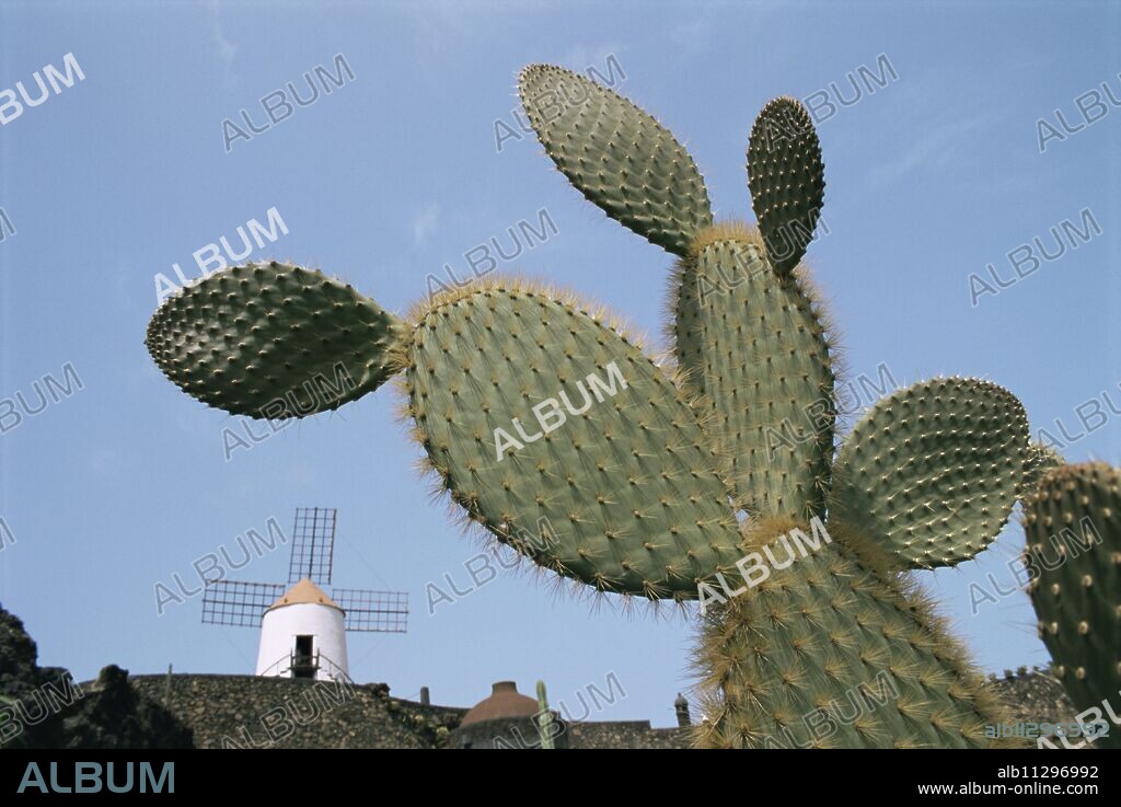 Jardin de Cactus near Guatiza, Lanzarote, Canary Islands, Spain, Europe.