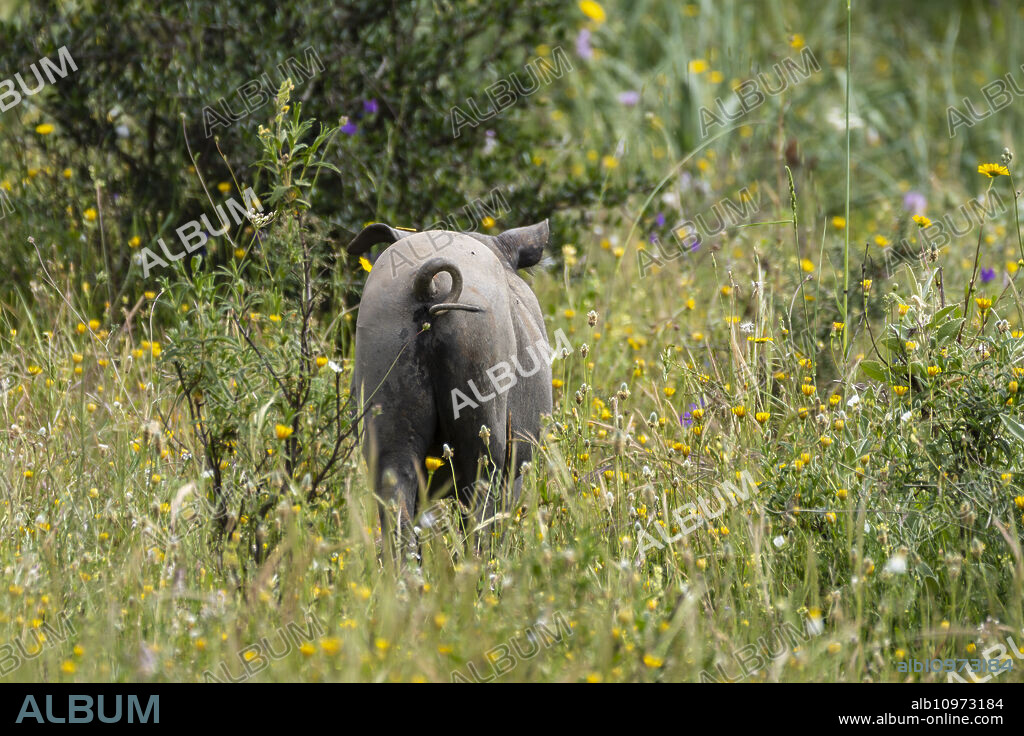 herd of Iberian pigs in a holm oak forest, near Valverde del Camino, Campiña Andévalo Commonwealth,, Huelva, Andalusia, Spain.