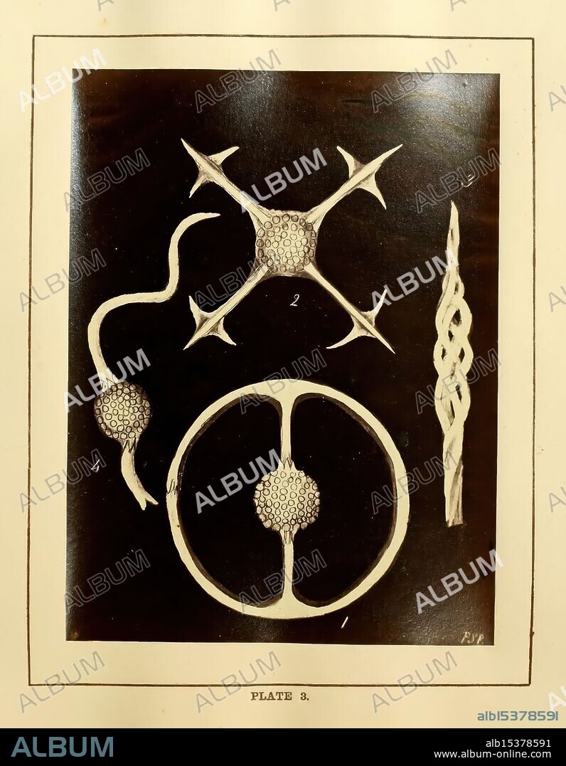 Figures of remarkable forms of polycystins, or allied organisms, in the Barbados chalk deposit (chiefly from that collected by Dr. Davy, and which he had noticed in a lecture delivered to the Agricultural Society of Barbados, in July, 1846), [Windermere, Printed by John Garnett, 1862], Barbados, Polycytid fossil, Protozoa fossil, Radiolaria, Museum of Comparative Zoology, Priscilla Susan Byron, Priscilla Susan Byron, Women in science, The illustration features a collection of scientific specimens depicted on a dark background for contrast. In the center is a circular structure divided into two equal parts, each adorned with a distinctive textured sphere at the center. To its left is a slender, curving form with a rounded end, showcasing a bulbous tip that resembles a cellular structure. Above it, a star-like form with multiple pointed extensions radiates outward, each terminated by smaller spherical shapes. To the right is a twisted, elongated shape that appears to intertwine, evoking a sense of intricacy. This plate is labeled as 'Plate 3,' indicating its part in a broader study, possibly related to cellular or botanical research.