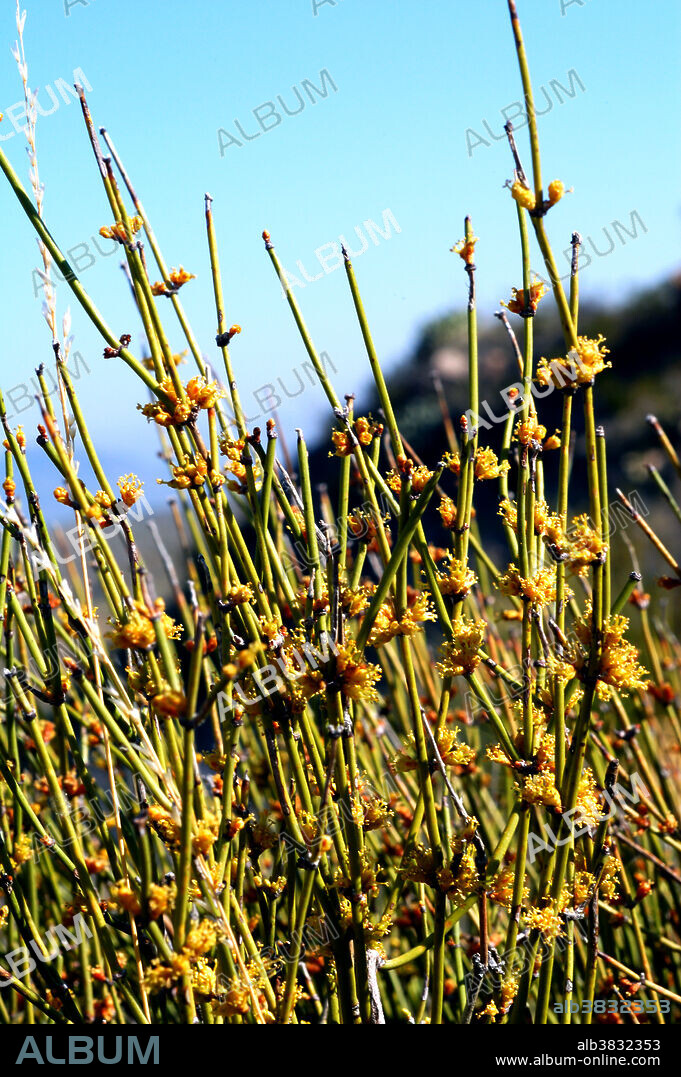 An ephedra plant, a source of ephedrine alkaloids, on the Cattail Falls trail, Chihuahuan Desert, Big Bend National Park, Texas.