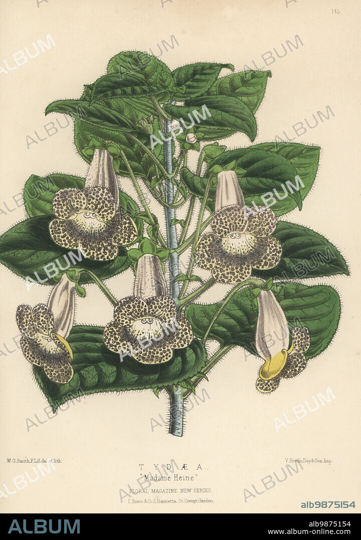 Tydaea cultivar, Madame Heine. Kohleria cultivar raised by William Bull's nursery at Chelsea. Handcolored botanical illustration drawn and lithographed by Worthington George Smith from Henry Honywood Dombrain's Floral Magazine, New Series, Volume 4, L. Reeve, London, 1875. Lithograph printed by Vincent Brooks, Day & Son.