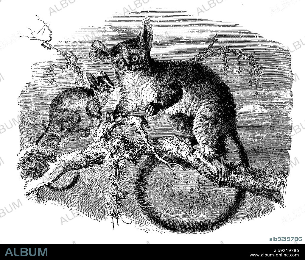 Galogo, Otolicnus galago, prosimian, digitally restored reproduction of a 19th century original, exact original date unknown.