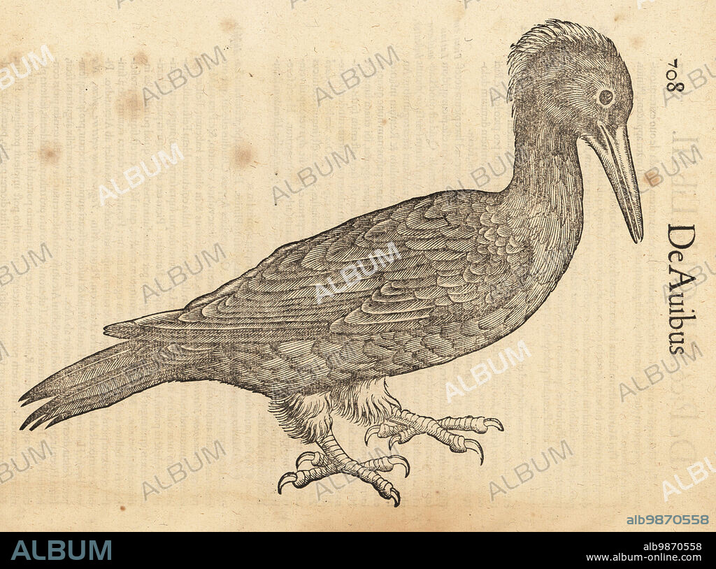 Species of woodpecker, perhaps the black woodpecker, Dryocopus martius, Picus martius. De Avibus, ein grosser schwarzer Specht. Woodcut engraving after an illustration by Lucas Schan and Conrad Gessner from Conrad Gessners Historiae Animalium, De avium natura, (Natural history of animals: birds), Frankfurt, Wechel for Cambier, 1585.